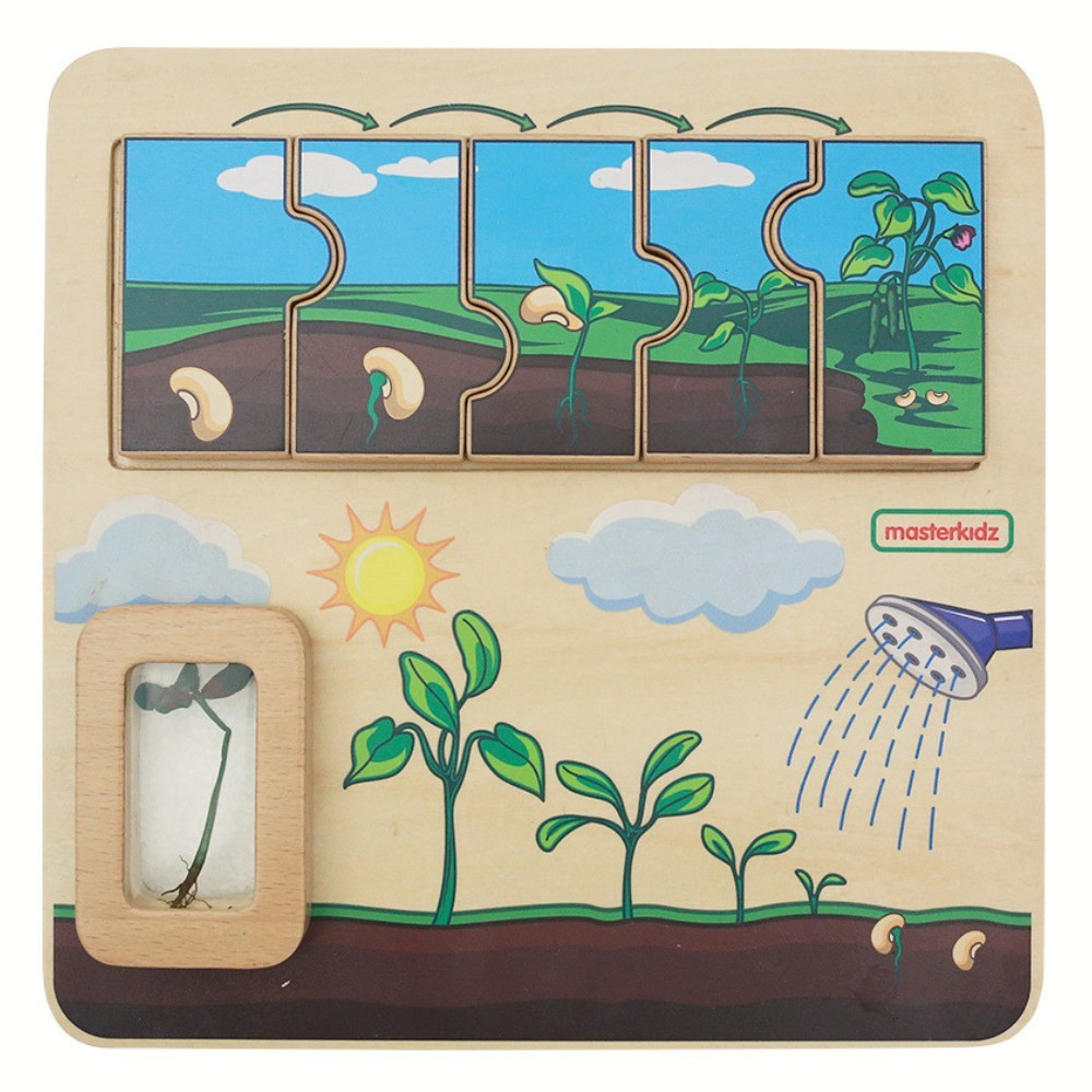 Masterkidz Wooden Bean Life Cycle Board for kids