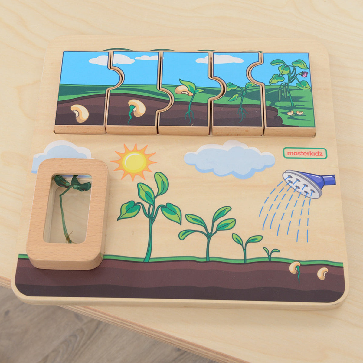 Masterkidz bean life cycle board – five growth stages