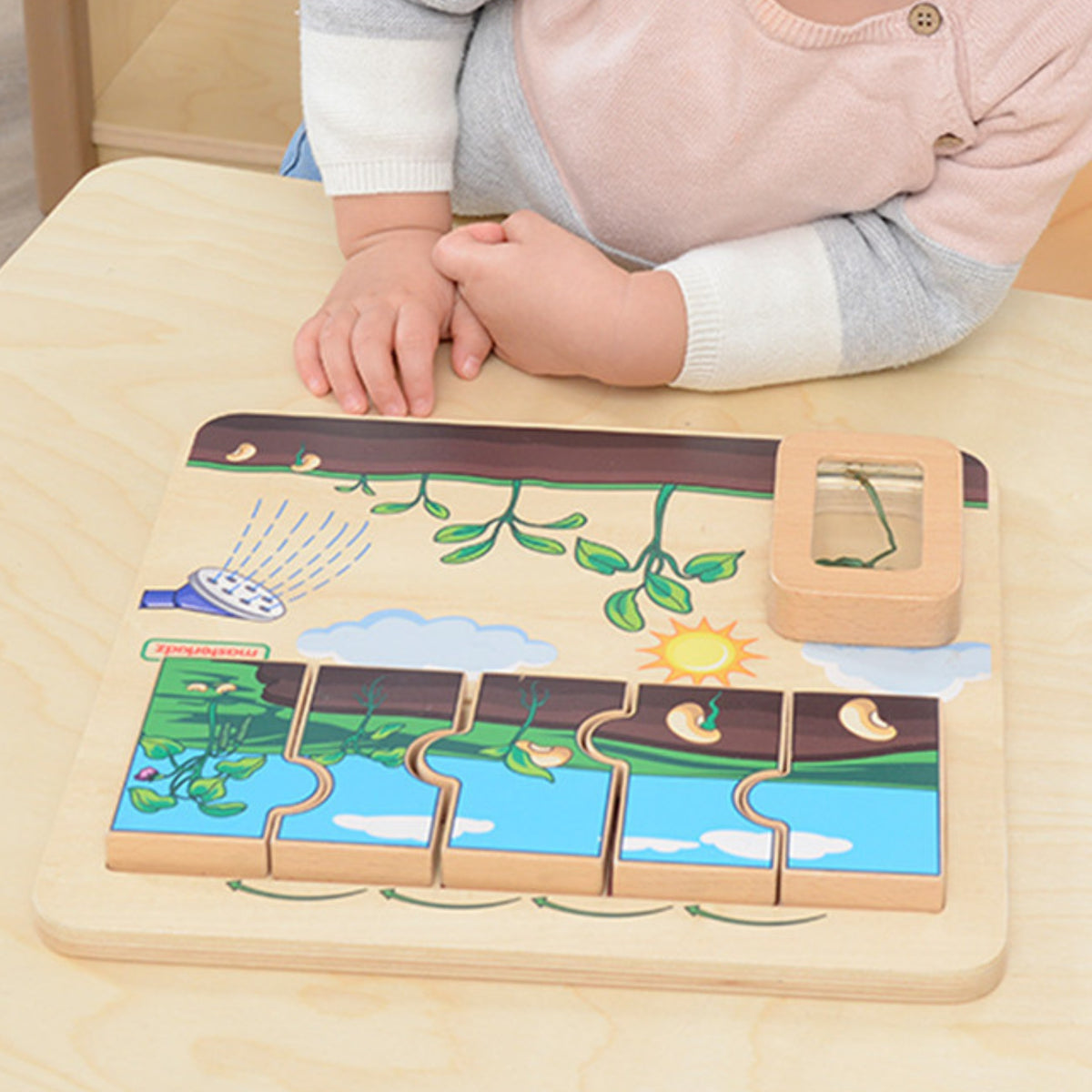 Masterkidz bean life cycle board – puzzle pieces